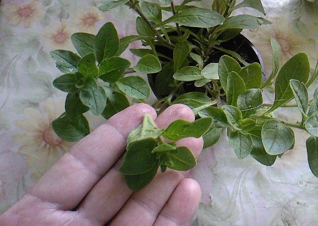 Розмноження петунії допомогою живцювання — ефективний і простий метод розведення квітів будинку і в саду