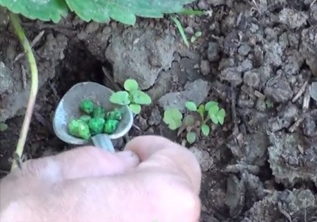 Коли труїти вовчка навесні: ефективні способи