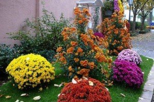 Низькорослі бордюрні квіти: правила підбору і види рослин, поради по догляду та фото