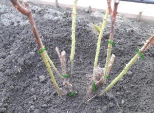 Обрізка плетистих троянд як важливий аспект догляду: основні принципи та рекомендації щодо проведення процедури