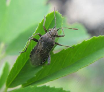 Травяний клоп, семяеды і паломена зелена   найнебезпечніші вороги буркуну