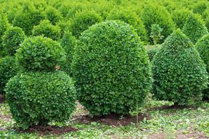 Туя Смарагд: опис сортів вічнозеленого чагарнику і особливості його посадки