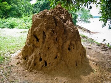 Терміти: творення або руйнування