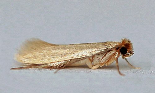 Як вивести моль з квартири – огляд сучасних і народних засобів