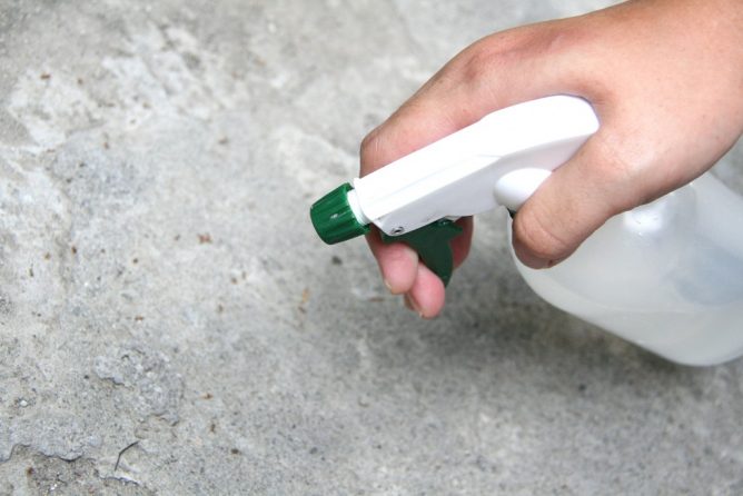 Як позбутися від мурашок в приватному будинку