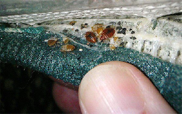 Чого бояться постільні клопи: народні засоби боротьби