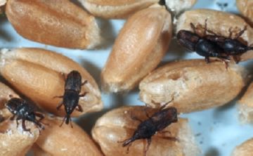 Рисовий довгоносик: опис, шкоду і заходи боротьби Рисовий довгоносик: опис, шкоду і заходи боротьби