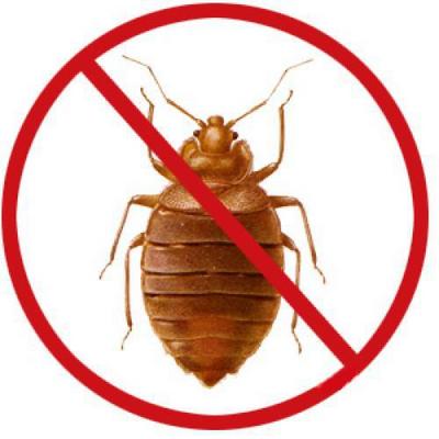 Служба знищення клопів – як знайти справжніх професіоналів?