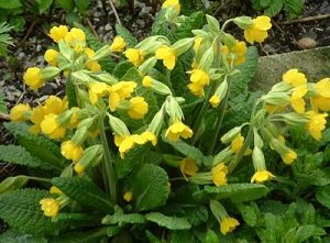 Якими бувають жовті багаторічники: види і сорти рослин, опис та фото з назвами