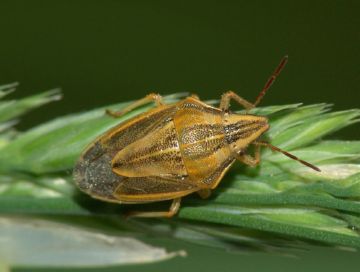 Вороги зернових: смугаста хлібна блішки та інші шкідливі комахи