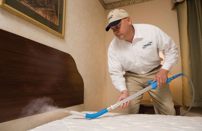 Чого бояться постільні клопи: народні засоби боротьби