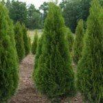 Вирощування туї з насіння: особливості посадки і догляду в домашніх умовах