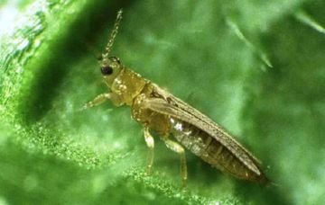 Тютюновий Трипс: опис та заходи боротьби з шкідником