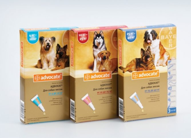 Засіб від кліщів для собак: таблетки, краплі або ошейнки?