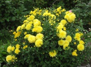 Якими бувають жовті багаторічники: види і сорти рослин, опис та фото з назвами