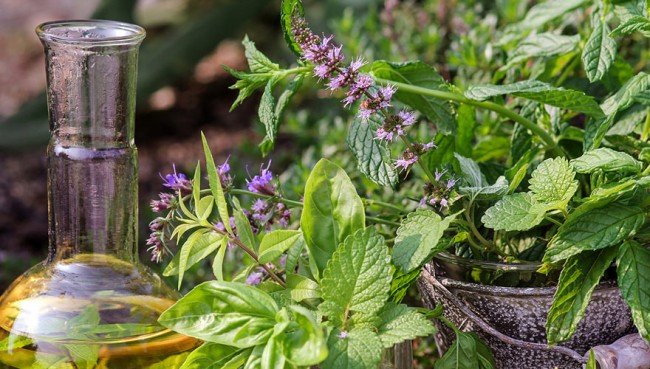 Домашні блохи і способи боротьби з ними раз і назавжди