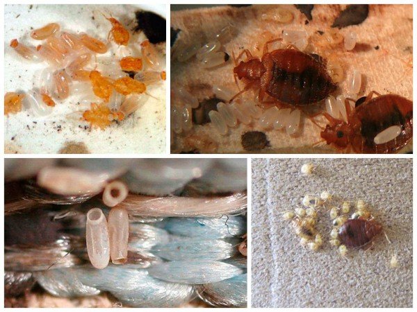 Як позбутися від клопів у міській квартирі і приватному будинку