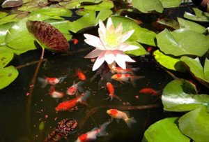 Як підготувати ставок до зими: зимівля садових водоймищ це легко