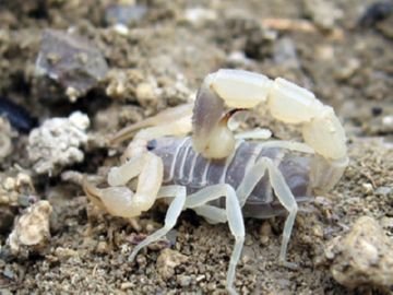 Укус скорпіона: симптоми, перша допомога і лікування