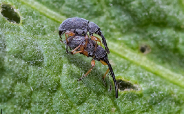 Оголошуємо війну шкідників шавлії: садової козявке, совкам, кліщами і молі