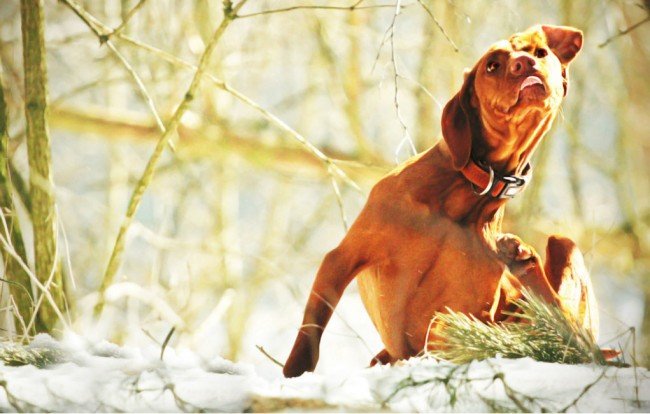 Як позбутися бліх з будинку: виселяємо шкідливих сусідів