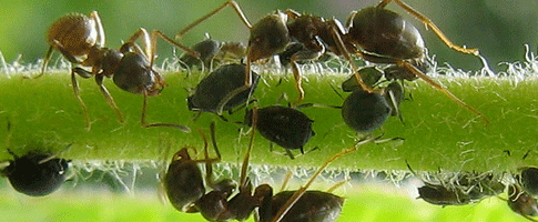 Види мурах: опис, спосіб життя і ареал розповсюдження