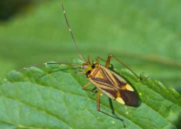 Люцерновий клоп, довгоносик і люцерновые семяеды   небезпечні шкідники люцерни