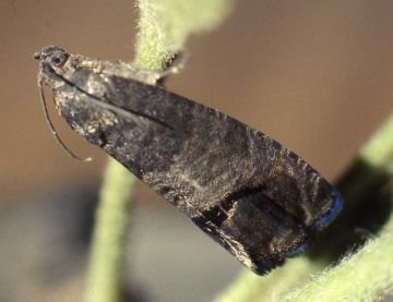 Полювання на горохову плодожерку: дізнатися і знищити