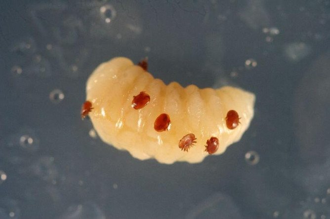 Гамазовые кліщі та їх відмінні особливості