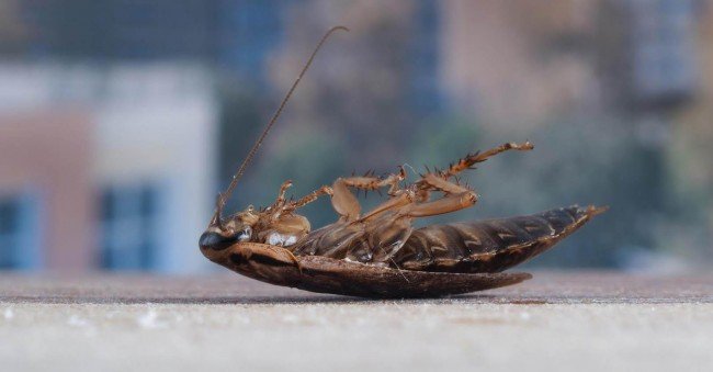 Чорний тарган в будинку або квартирі : Звідки прийшов і як боротися?