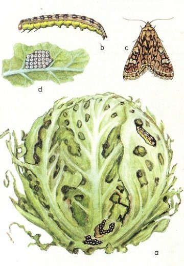 Що потрібно знати про метелику капустяної совку