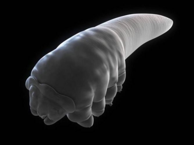 Підшкірні і шкірні кліщі: як визначити, симптоми