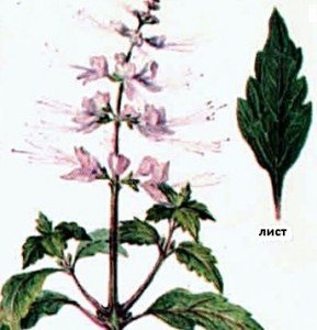 Сечокамяна хвороба, лікування травами