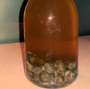 Морський огірок – трепанг, чим корисний