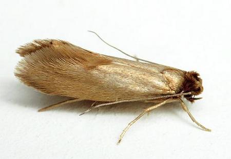 Звідки береться моль – причини появи та види комах