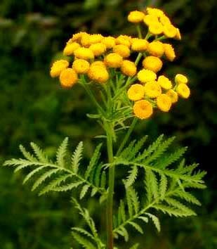 Чого бояться клопи – запахи для відлякування кровососів
