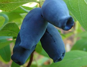 Які сорти жимолості підходять для Ленінградської області: докладний опис видів