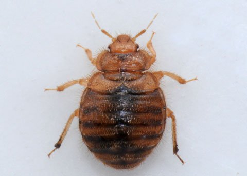 Види постільних клопів