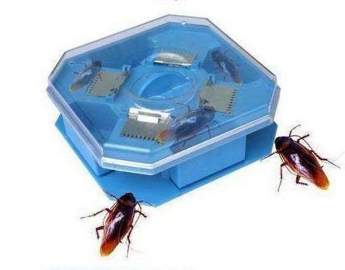 Рудий тарган – основні характеристики та методи боротьби