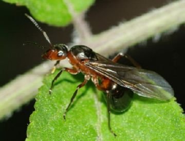 Мураха лісової: користь чи шкода