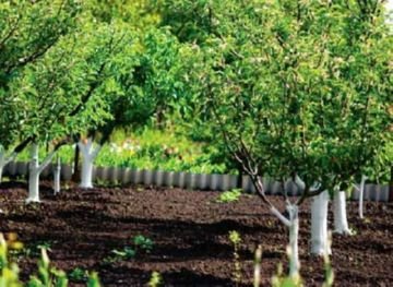 Обробка дерев восени від шкідників: захист і весняна обробка