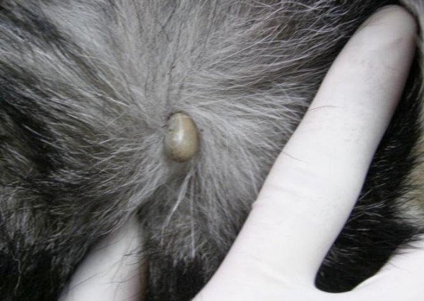 Про те, як захистити собаку від кліщів