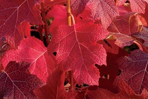 Гортензія дуболистная: варіанти посадки та поради садівників по догляду