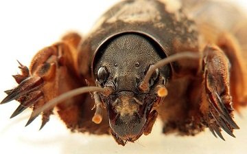 Комаха   капустянка звичайна, як виглядають дорослі жуки і личинки