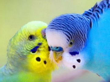 Арахноз: переносники і види захворювання