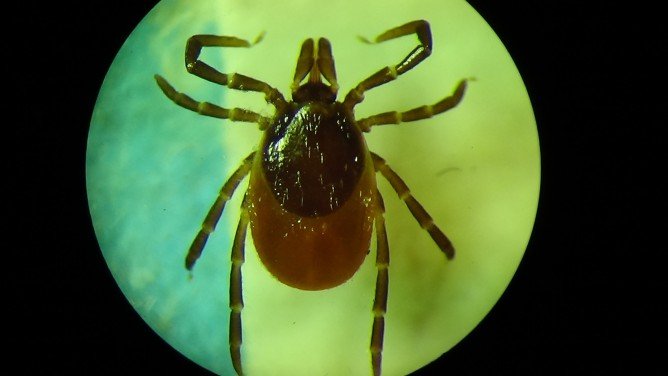 Пасовищний кліщ і захист від його укусів