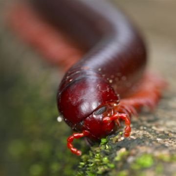 Кивсяки та ефективна боротьба з ними: як позбутися багатоніжок