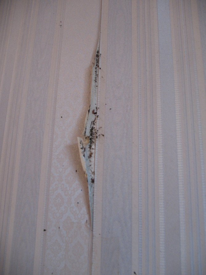 Профілактика клопів у квартирі в домашніх умовах