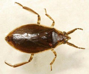 Клопи: фото та короткий опис найбільш поширених видів