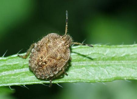 Клоп ягідний: фото та короткий опис сімейства захисників
